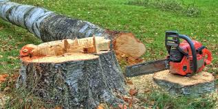 Best Tree Trimming and Pruning  in Stanton, CA