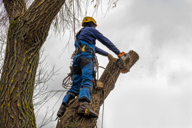 Best Aeration Services  in Stanton, CA