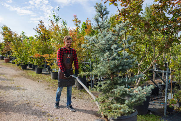 Best Hazardous Tree Removal  in Stanton, CA